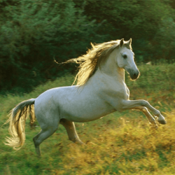 Cavalo Branco - PDF